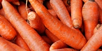 Poland: export of carrot twice higher in 2008