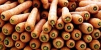 Poland: increase in prices of carrot at the end of the season
