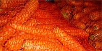 Poland: purchase of carrots for processing started