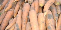 Poland: price of carrot has downward trend