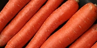 Poland: growing prices of carrot