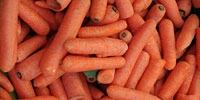 Poland: import of carrot