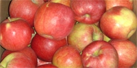 Only apples from cold stores in demand