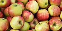 Poland: slightly bigger demand for Polish apples in Russia