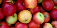 Poland: fruit producers expect higher prices of apples