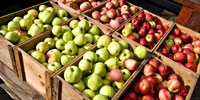 Prices of apples stopped growing
