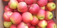 Poland: prices of apples stable at the low level
