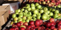 Poland: increase in apples prices