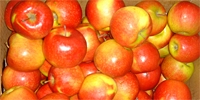 Poland: further increase in apples prices