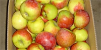 Low prices of dessert apples