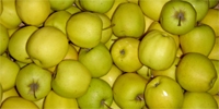 Poland: apples cheaper than last year