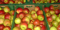 Prices of apples of Ligol variety