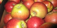 Poland: apples still very cheap