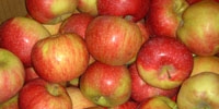 Poland: increase in apples export to Ukraine