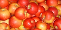 Poland: phenomenon of Idared