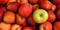 Poland: apples producers wait for export from January