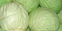 Poland: growing demand for white cabbage