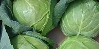Poland: frost delayed the harvest of cabbages
