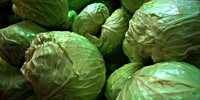 Poland: price of white cabbage may increase