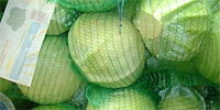Poland: lower supply of white cabbage