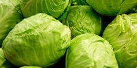 Poland: stable prices of white cabbage