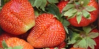 Rosja: import truskawek