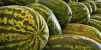 На московском рынке наблюдается снижение цен на арбузы