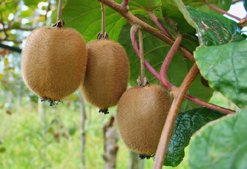 Produkcja Kiwi Na wiecie Ro nie Fresh market pl Produkcja Kiwi Na wiecie Ro nie Fresh market pl