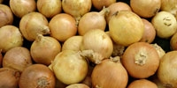 Poland: decrease in prices of onion