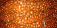 Very low export of Polish onion