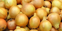 Poland: lower import of onion