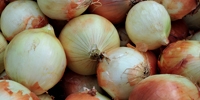 Onion for processing