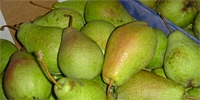Lower prices of pears intended for export