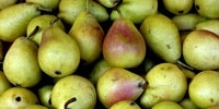 Growing export of Polish pears