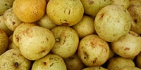 Poland: pears for export