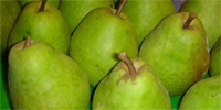 Prices of pears – as far lower than last year