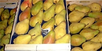 Price of pears