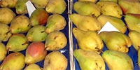 Stagnation in trade of pears