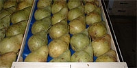 High demand for pears