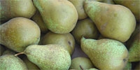 Poland: decrease in prices of pears