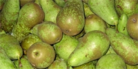 Poland: prices of pears for export