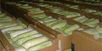 Poland: the harvest of Chinese cabbage
