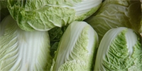 Poland: did the frost affect Chinese cabbage?