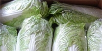 Poland: very cheap Chinese cabbage