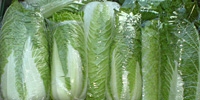 Poland: low demand for Chinese cabbage