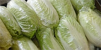 Bigger demand for Chinese cabbage in the south of Poland