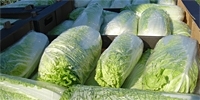 Poland: export of Chinese cabbage