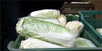 Poland: demand for Chinese cabbage is slowly growing