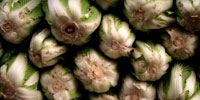 Poland: prices of Chinese cabbage still very low