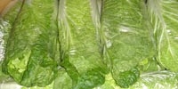 Poland: prices of Chinese cabbage still very low